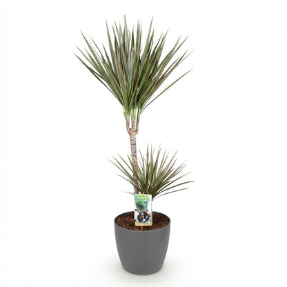Dracaena Marginata Bicolor - Drakenbloedboom - incl. pot grijs - pot 21cm - hoogte 90-100cm