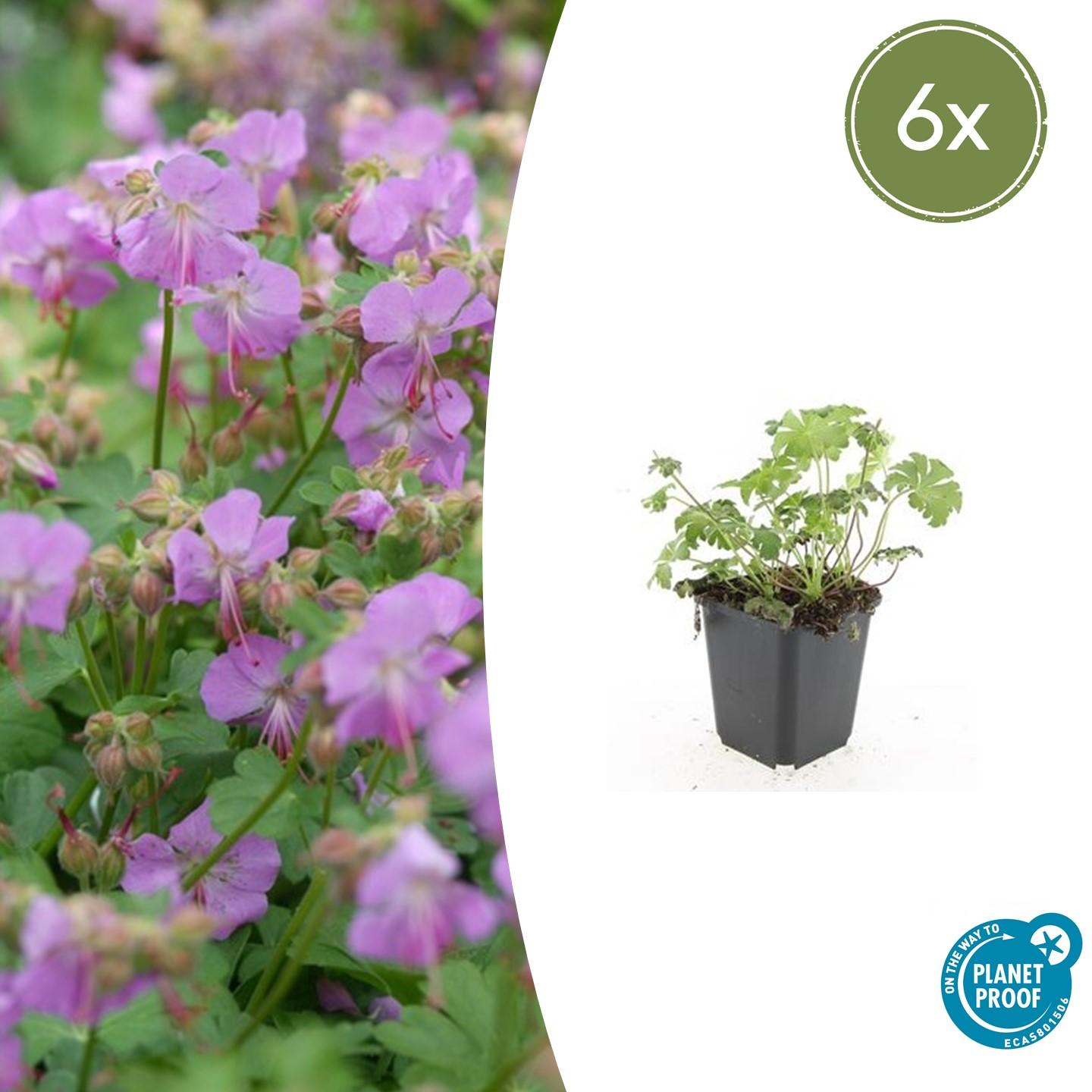 Geranium cantabrigiense 'Cambridge' Ooievaarsbek
