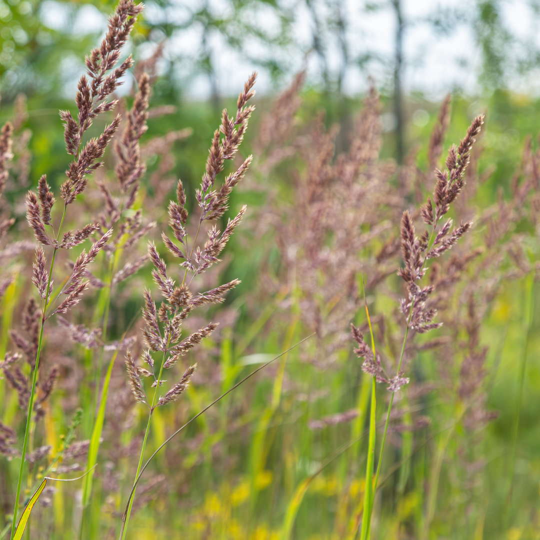 Calamagrostis brachytricha - Diamantgras