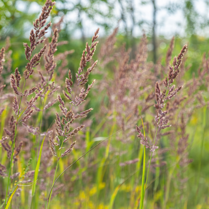 Calamagrostis brachytricha - Diamantgras