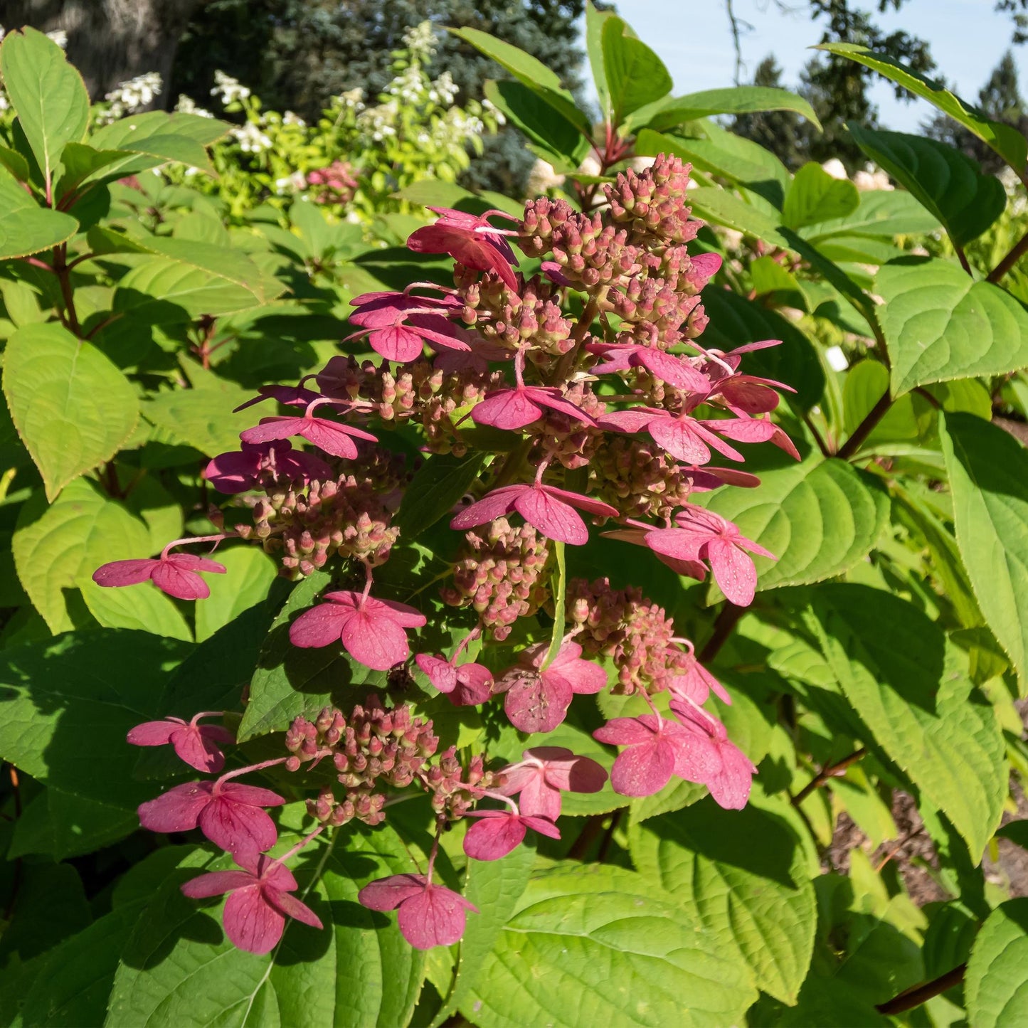 Green boutiQ - Pluim Hortensia - Hydrangea panniculata Wims Red - Bloem Wit Rood  - 3 Planten - 1 m2 - Bladverliezend - Grote Bloemen - Pot 17cm Hoogte 50cm