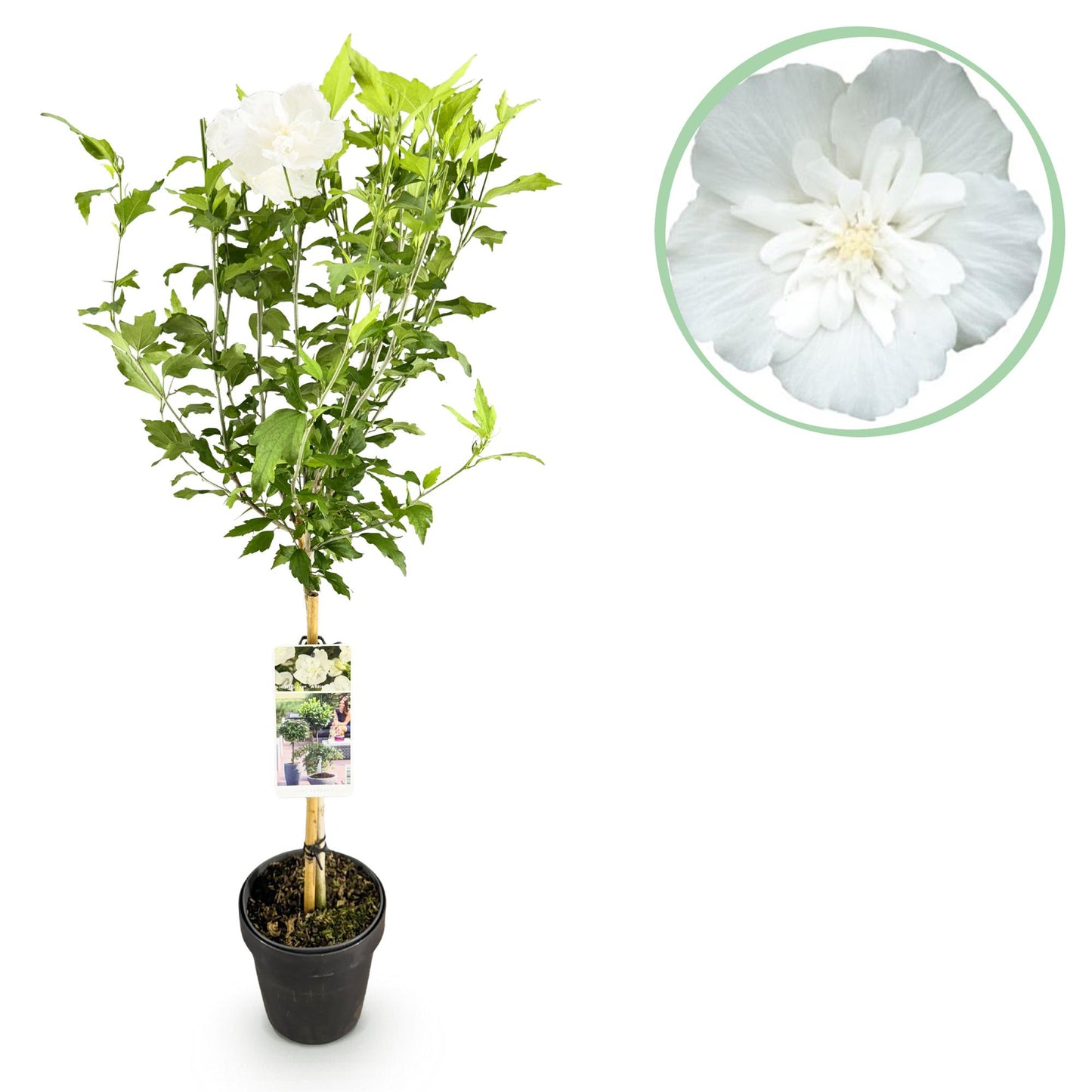Hibiscus syriacus 'White Chiffon®' op stam - Altheastruik - hoogte 90cm