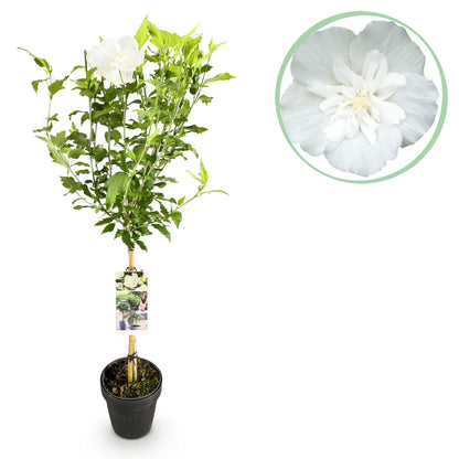 Hibiscus syriacus 'White Chiffon®' op stam - Altheastruik - hoogte 90cm