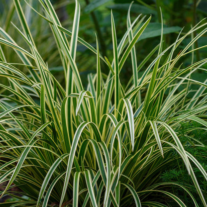 Green boutiQ - Siergrassen - Carex morrowii Ice Dance  - Wit & Groen - 1 Planten - Groenblijvend - Winterhard - Pot 17cm Hoogte 50cm