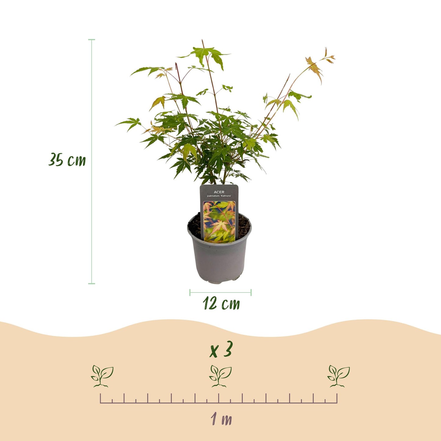 Green boutiQ - Tuinplant - Acer palmatum Katsura - Oranje - 1 Plant - Bladverliezend - Weinig Onderhoud - Pot 12cm Hoogte 35cm