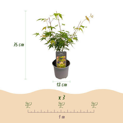 Green boutiQ - Tuinplant - Acer palmatum Katsura - Oranje - 1 Plant - Bladverliezend - Weinig Onderhoud - Pot 12cm Hoogte 35cm