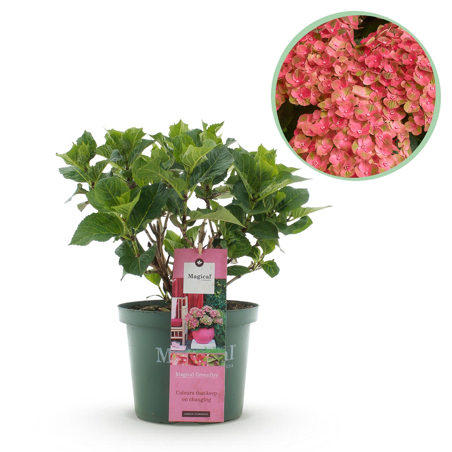 Hydrangea 'Magical Green Fire' - Rozegroene Hortensia - 6-10 bloemen - hoogte 50cm