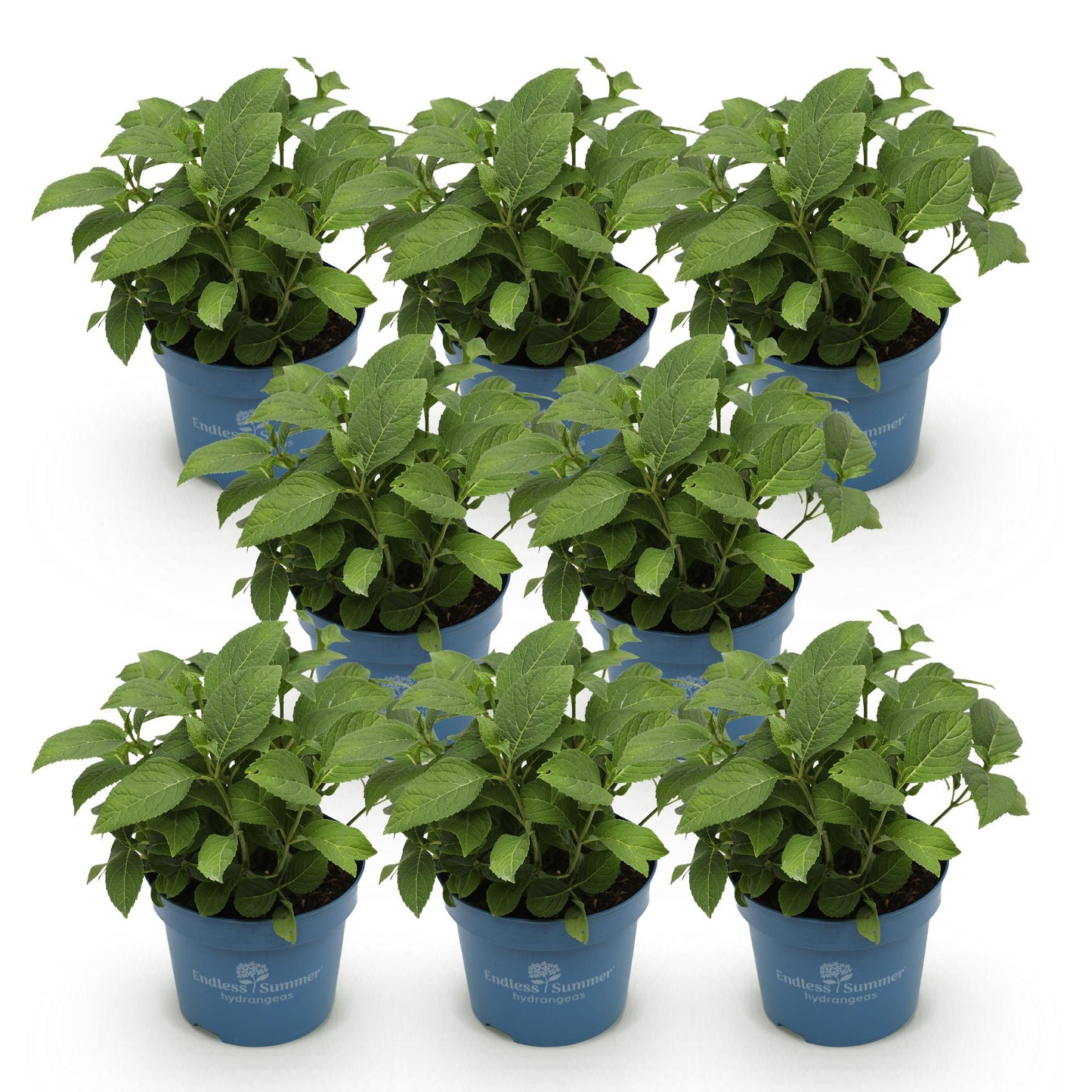 Green boutiQ - Tuinplant - Hydrangea Endles Summer The Original Pink - Hortensia - Winterhard - Roze - 8 Planten - Pot 14cm -Hoogte 20-25cm
