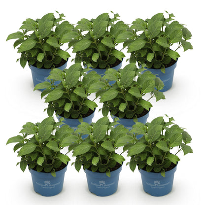 Green boutiQ - Tuinplant - Hydrangea Endles Summer The Original Pink - Hortensia - Winterhard - Roze - 8 Planten - Pot 14cm -Hoogte 20-25cm
