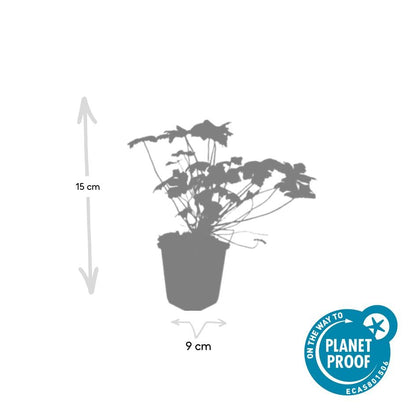 Geranium 'Tiny Monster' - Ooievaarsbek