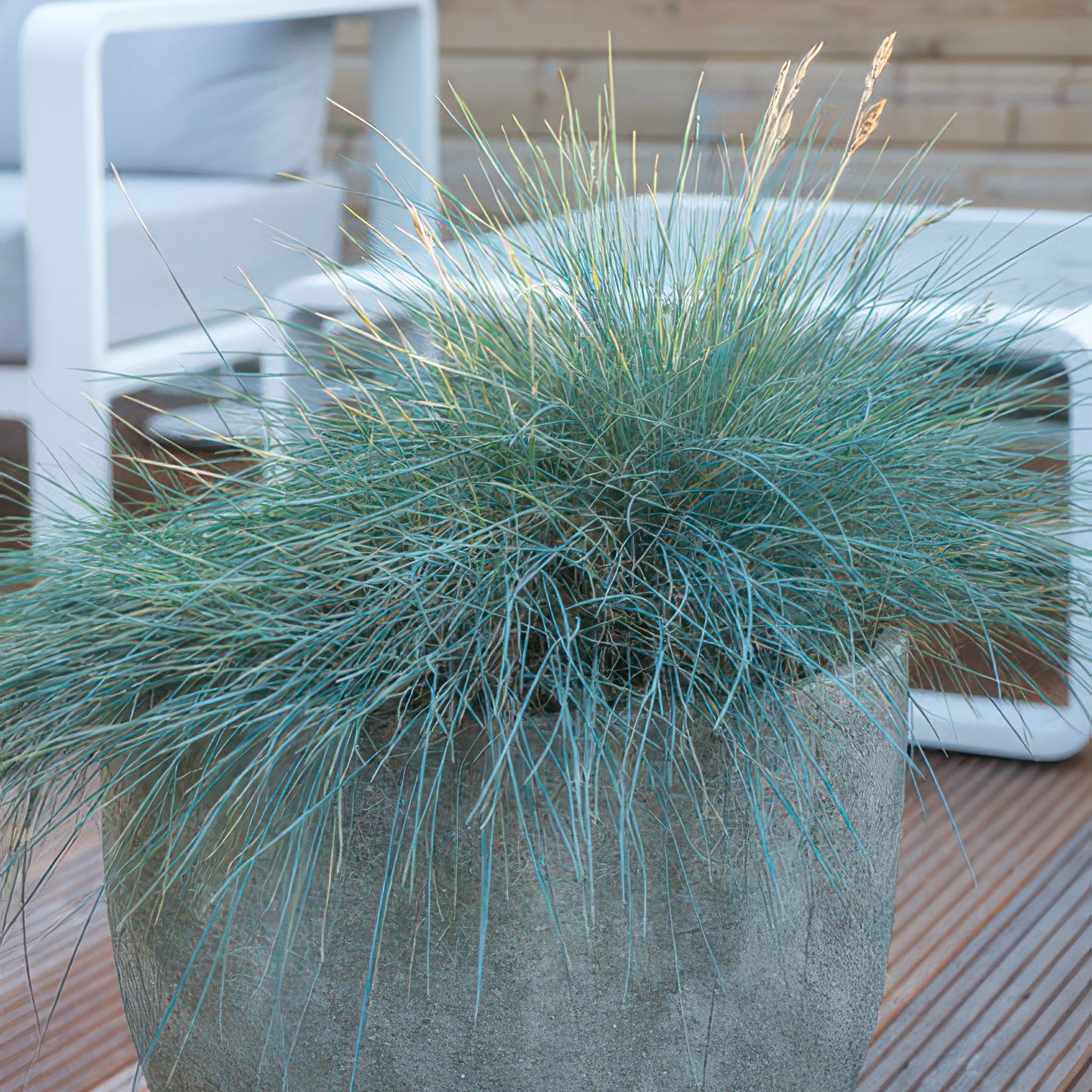 Festuca glauca 'Elijah Bleu' - Zwenkgras