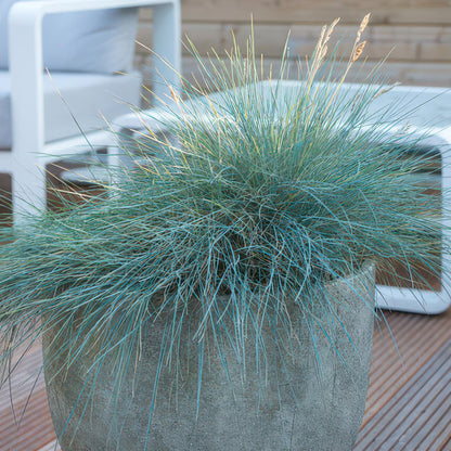 Festuca glauca 'Elijah Bleu' - Zwenkgras
