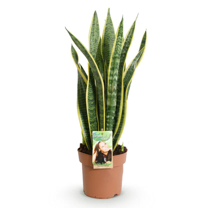 Sansevieria Laurentii - Vrouwentong - pot 17cm - hoogte 60-70cm