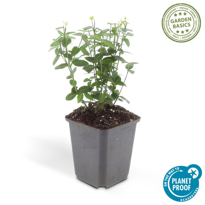 Euonymus fortunei radicans - Kardinaalshoed