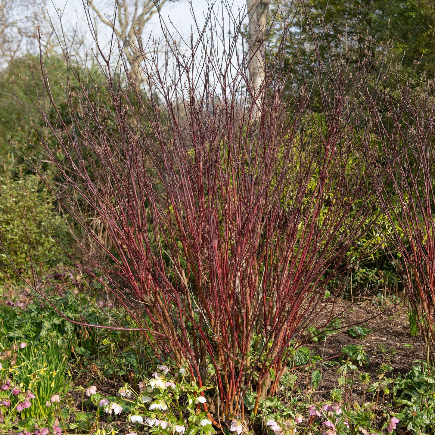 Cornus alba 'Kesselringii' - Kornoelje - hoogte 45cm