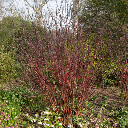 Cornus alba 'Kesselringii' - Kornoelje - hoogte 45cm