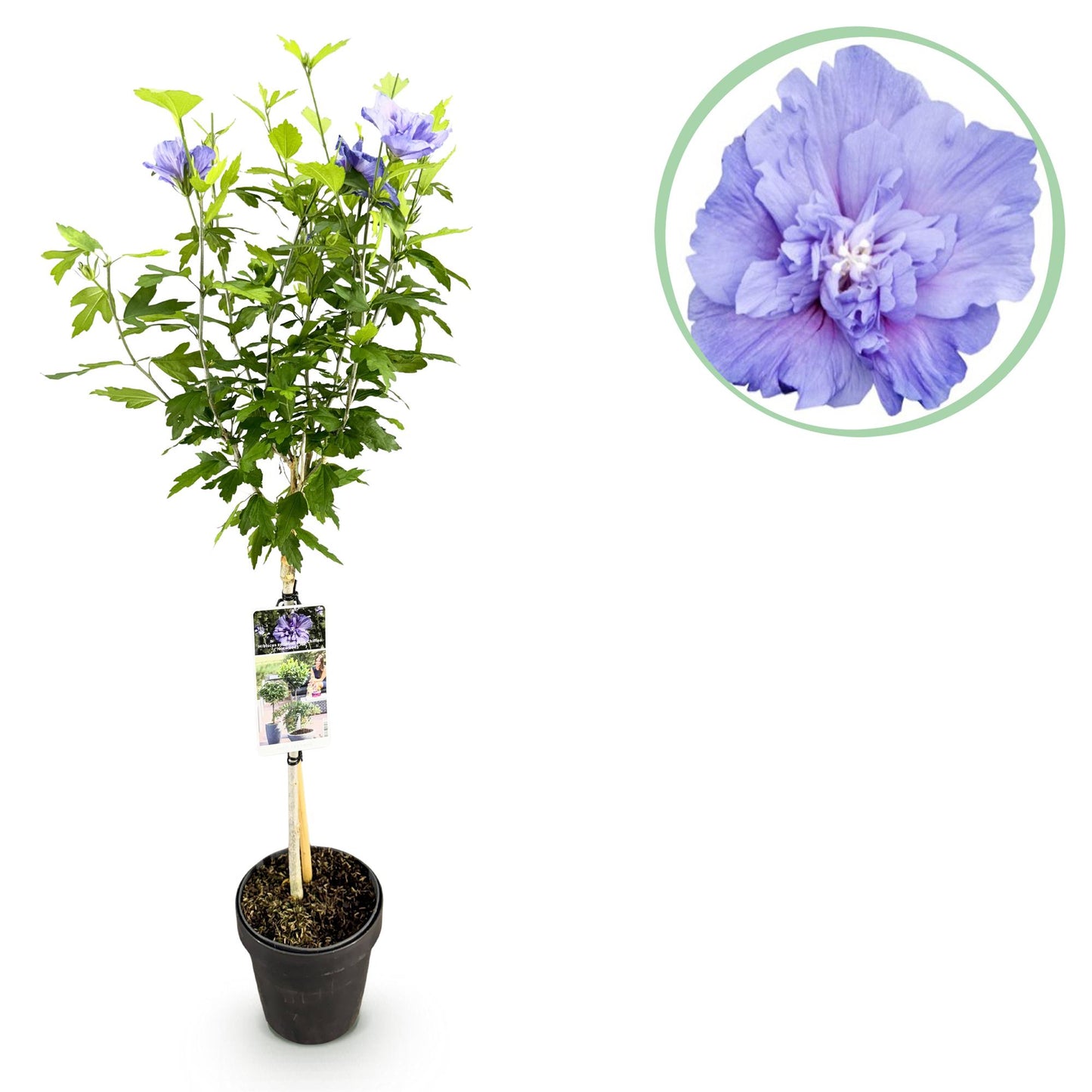 Hibiscus syriacus 'Blue Chiffon®' op stam - Altheastruik - hoogte 90cm