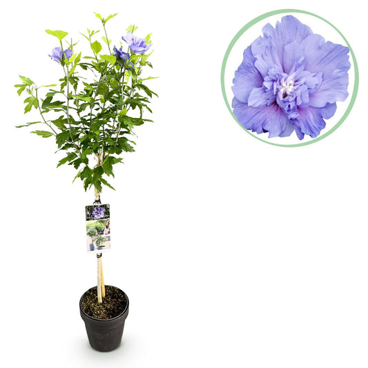Hibiscus syriacus 'Blue Chiffon®' op stam - Altheastruik - hoogte 90cm