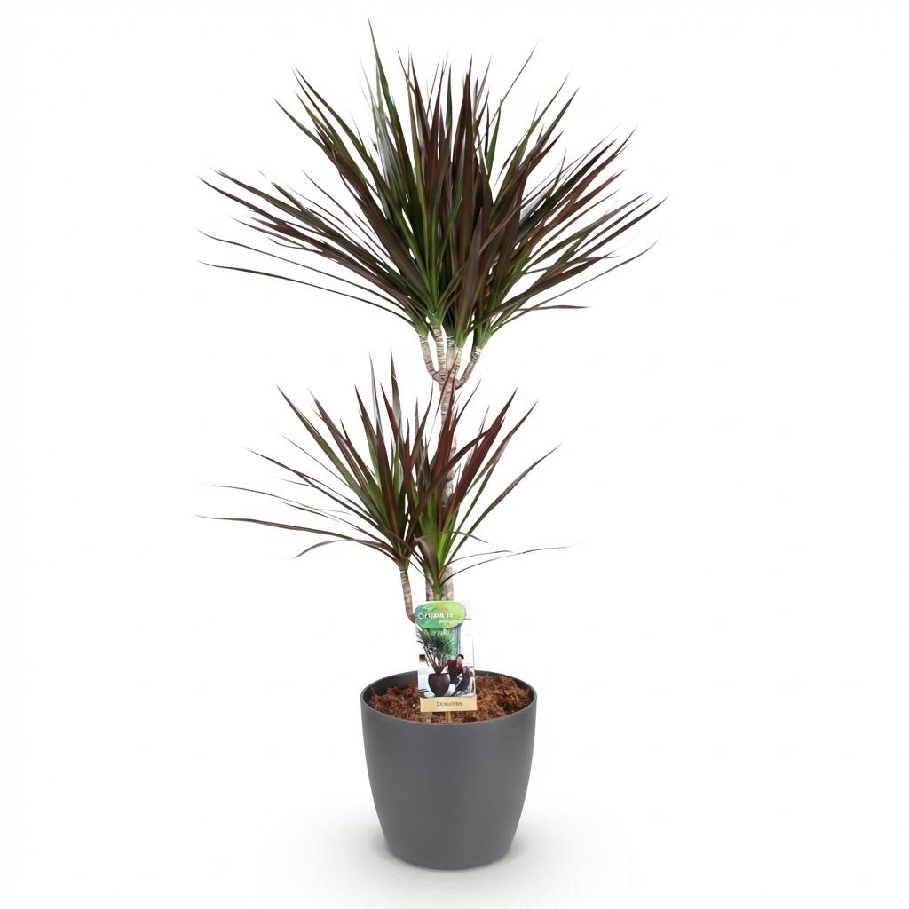 Dracaena Magenta - Drakenbloedboom - incl. pot grijs - pot 21cm - hoogte 90-100cm