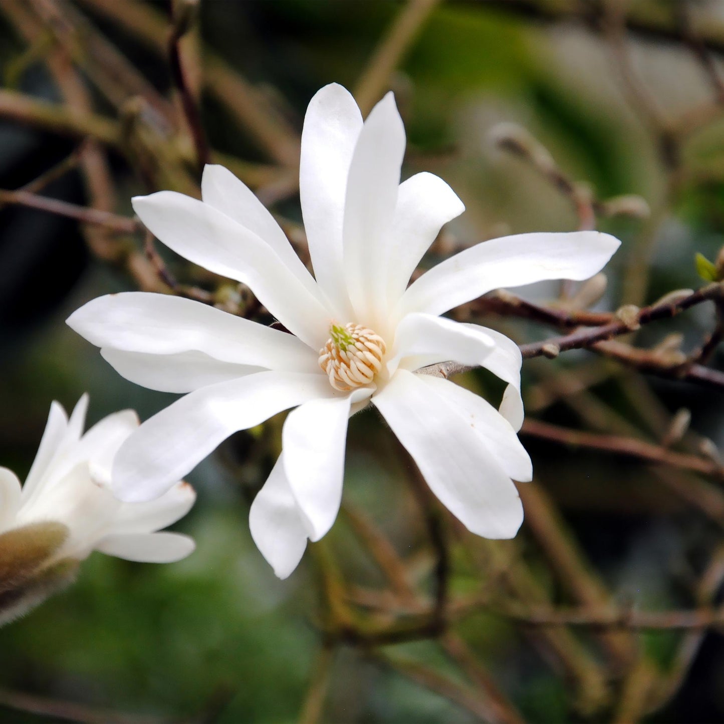Magnolia stellata - Stermagnolia - hoogte 45cm