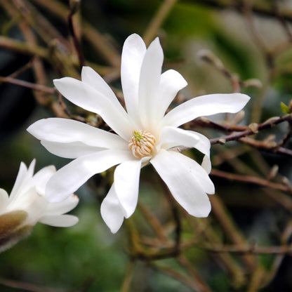 Magnolia stellata - Stermagnolia - hoogte 45cm