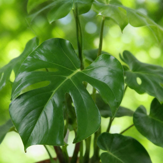 Green BoutiQ - Green is... Kamerplanten - Monstera Deliciosa - Gatenplant - Weinig onderhoud - Groen - 2 Planten - Pot 17cm - Hoogte 50-55cm