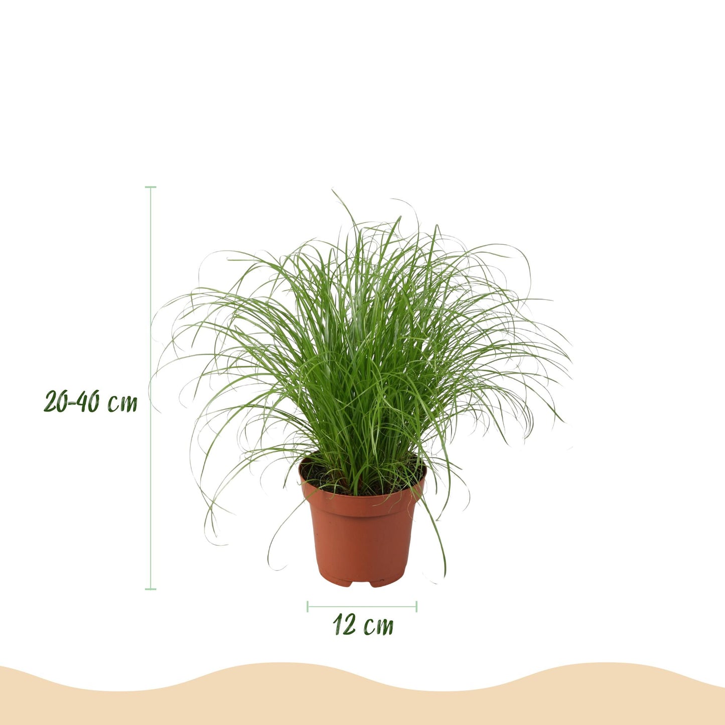 Green boutiQ - Kamerplant - Chlorophytum - Cyperus - Phlebodium - Marantha - Mix van 4 - Huisdiervriendelijke Planten - Groen - 4 Planten - met Mand - Pot 12cm - Hoogte 25cm