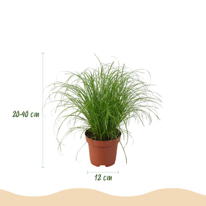 Green boutiQ - Kamerplant - Chlorophytum - Cyperus - Phlebodium - Marantha - Mix van 4 - Huisdiervriendelijke Planten - Groen - 4 Planten - met Mand - Pot 12cm - Hoogte 25cm