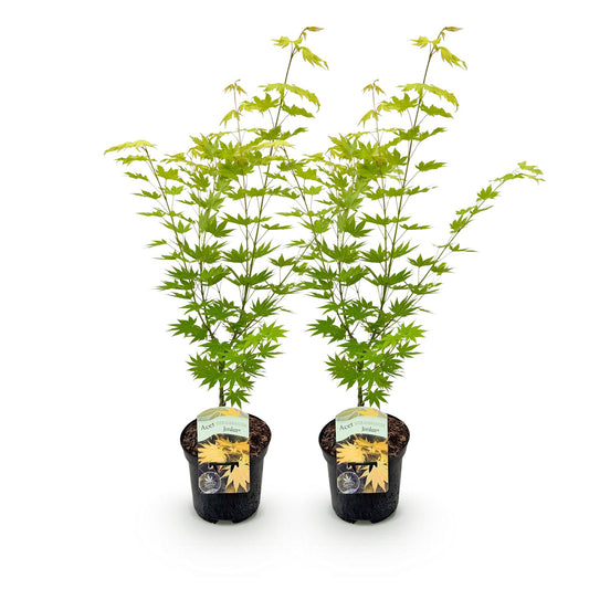 Green boutiQ - Terrasplant - Japanse Esdoorn - Acer palmatum Jordan - Geel - 2 Planten - Bladverliezend - Pot 19cm Hoogte 70cm
