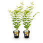 Green boutiQ - Terrasplant - Japanse Esdoorn - Acer palmatum Jordan - Geel - 2 Planten - Bladverliezend - Pot 19cm Hoogte 70cm