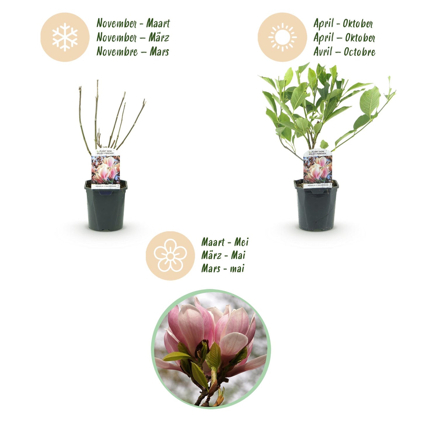 Magnolia soulangiana - Magnolia - hoogte 45cm