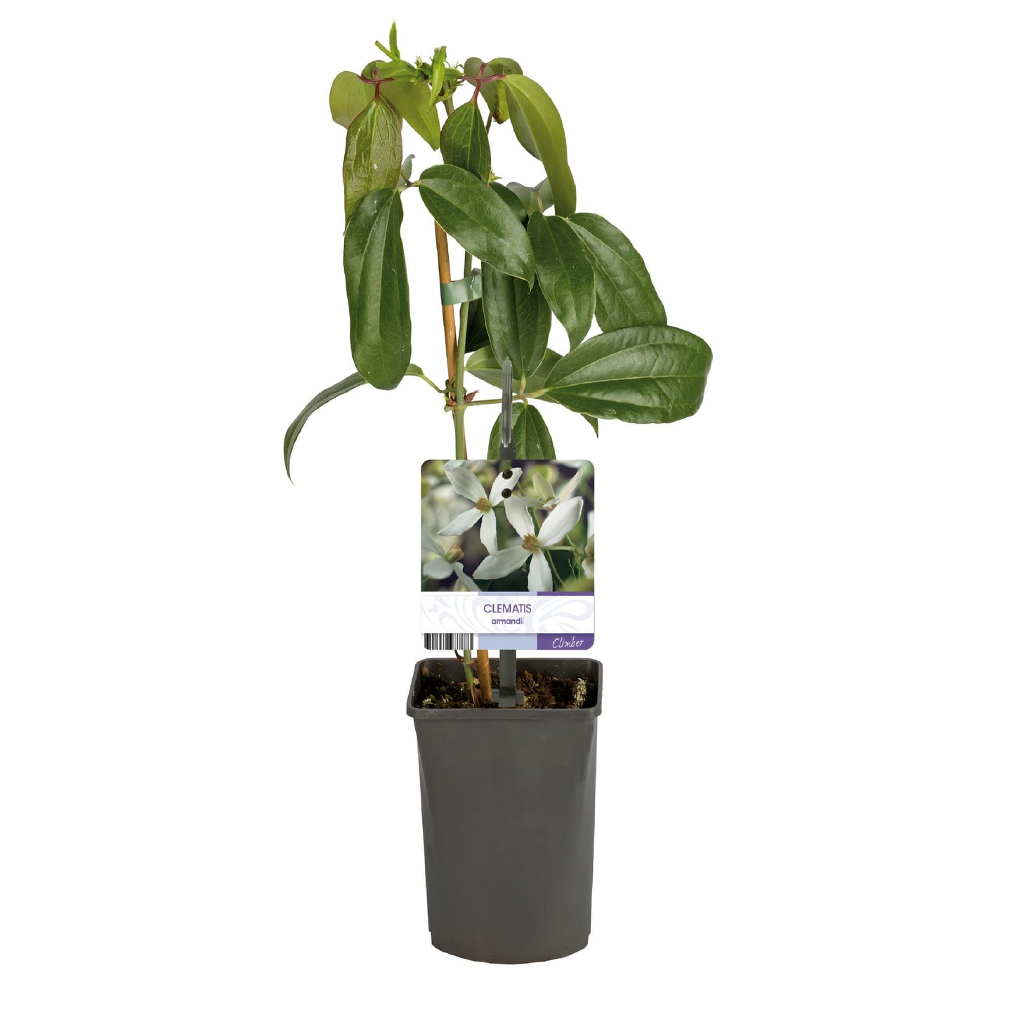 Clematis armandii - groenblijvende Clematis - 1 plant - Pot 11cm - Hoogte 40cm