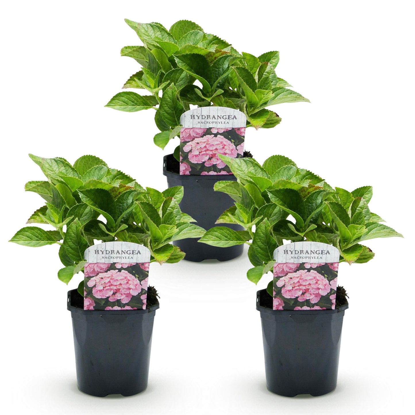 Green boutiQ - Hortensia - Hydrangea macrophylla Roze - Bloem Roze - 3 Planten - 1 m2 - Bladverliezend - Weinig Onderhoud - Pot 17cm Hoogte 30cm
