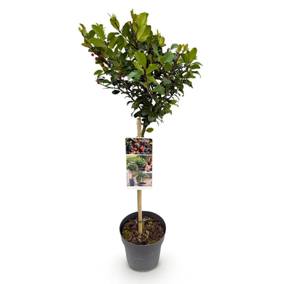 Ilex meserveae 'Blue Maid' op stam - Hulst - hoogte 90cm