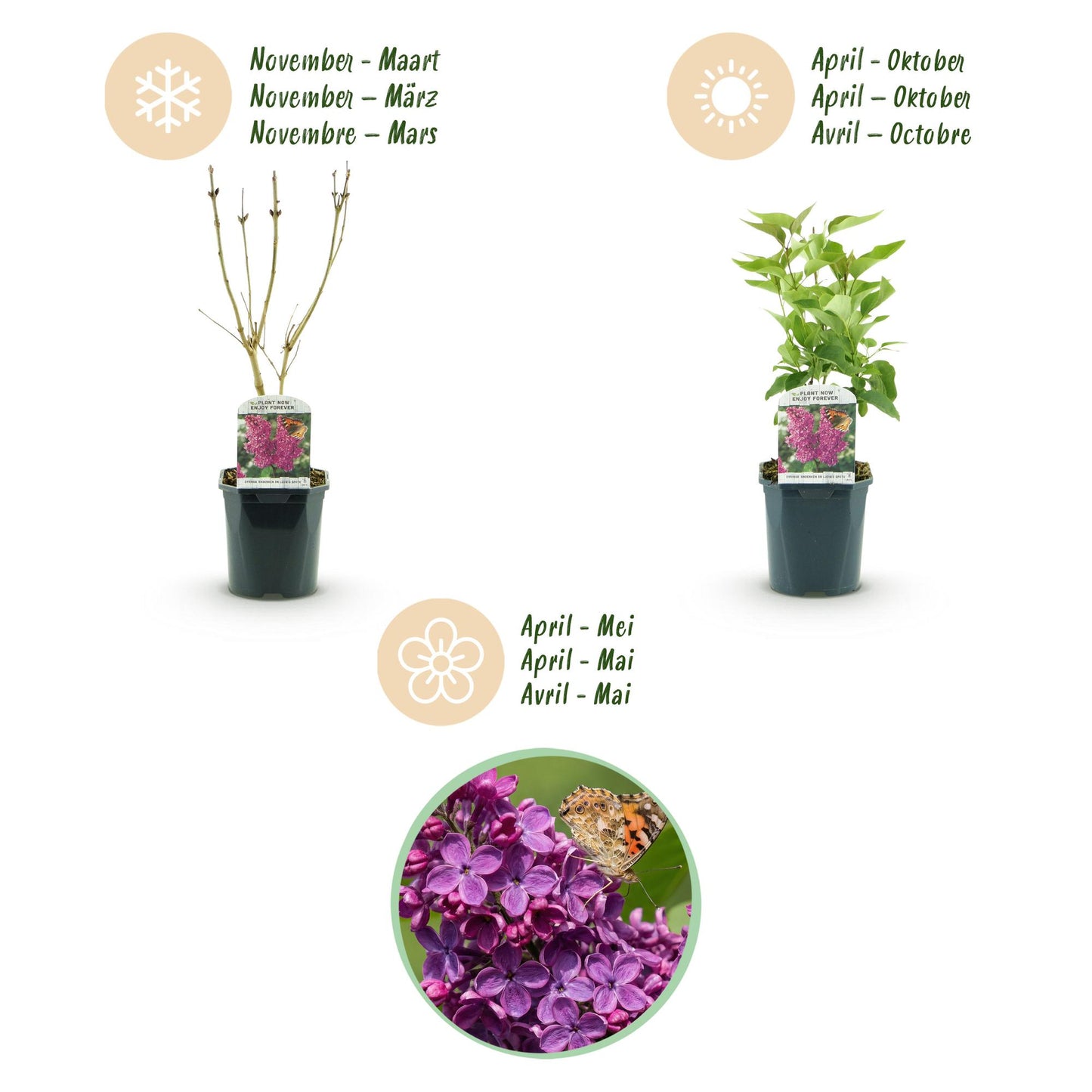 Syringa vulgaris 'Ludwig Spath' - Gewone Sering - hoogte 45cm