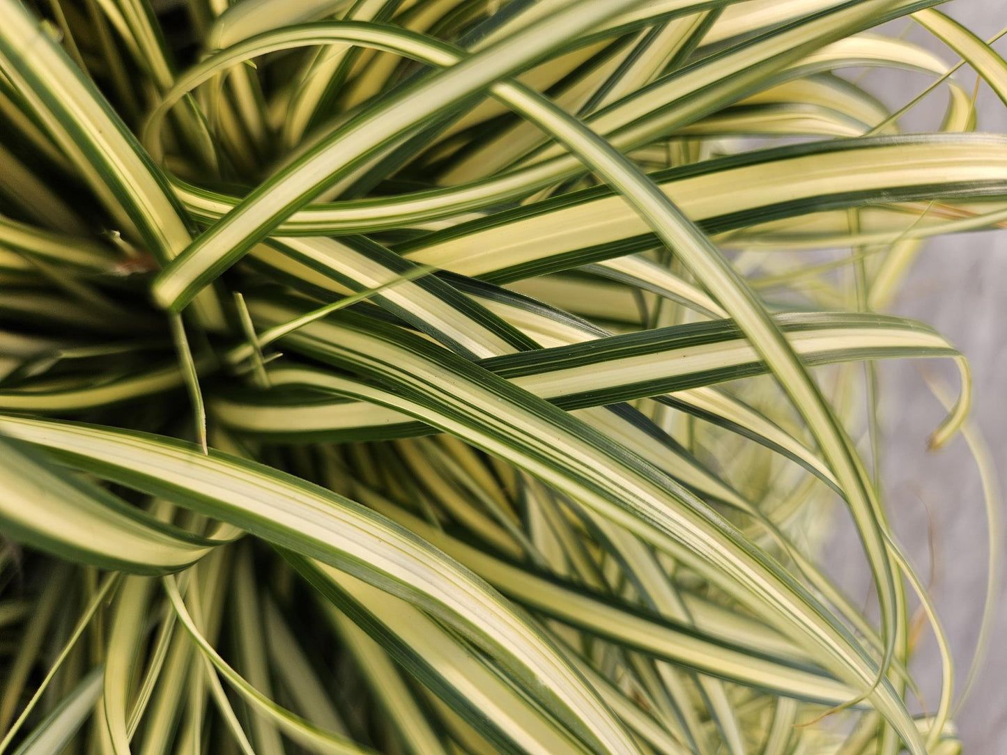 Carex oshimensis 'Evergold' - Japanse Zegge