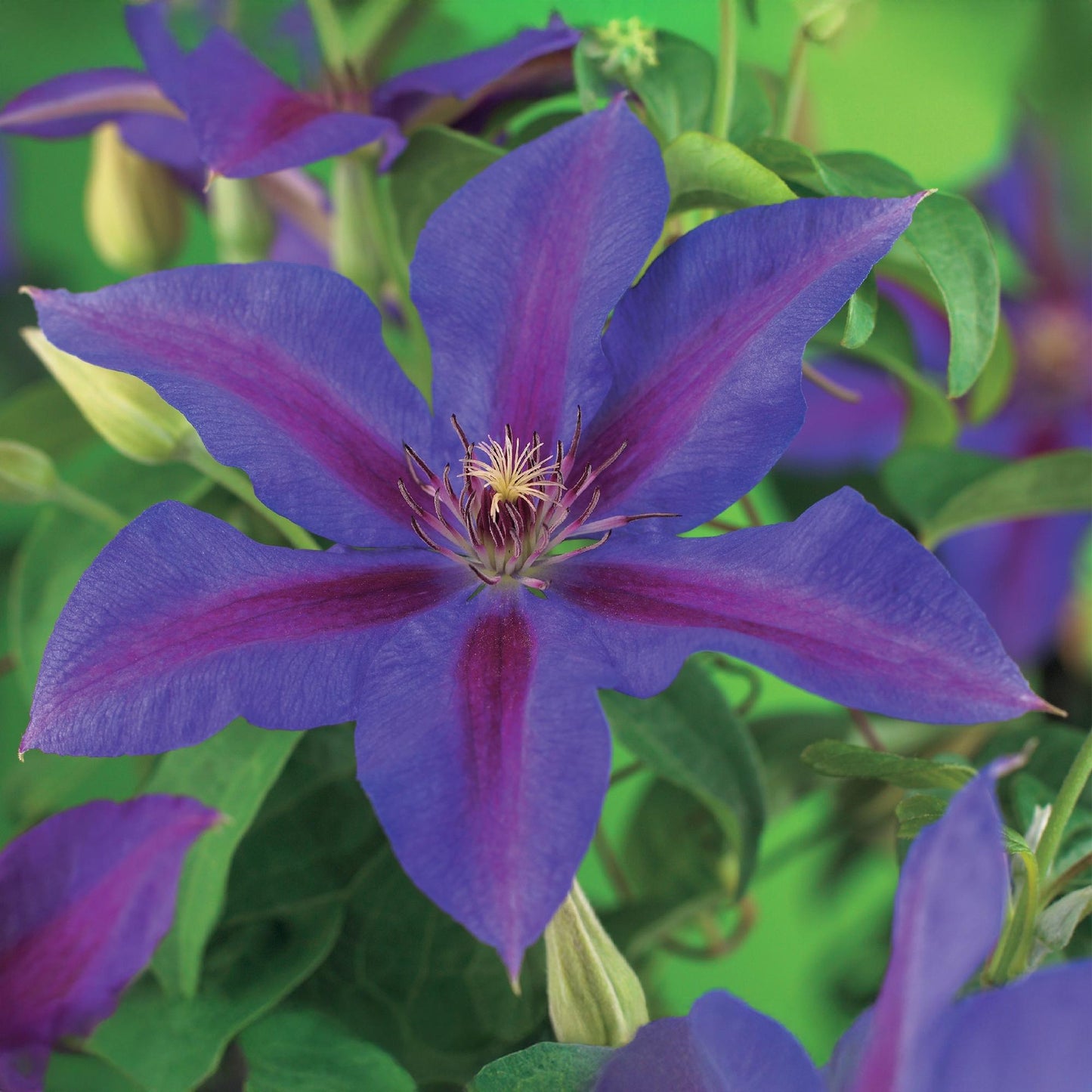 Clematis 'Mrs. N. Thompson' - Clematis - 2 planten - Pot 11cm - Hoogte 40cm