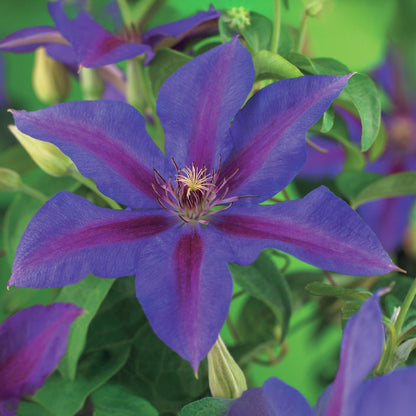 Clematis 'Mrs. N. Thompson' - Clematis - 2 planten - Pot 11cm - Hoogte 40cm