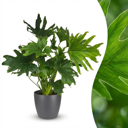 Green boutiQ - Kamerplant - Philodendron - Philodendron Lickety split - Groen - Weinig onderhoud - 1 Plant - met Potter Grijs - Pot 19cm - Hoogte 70cm
