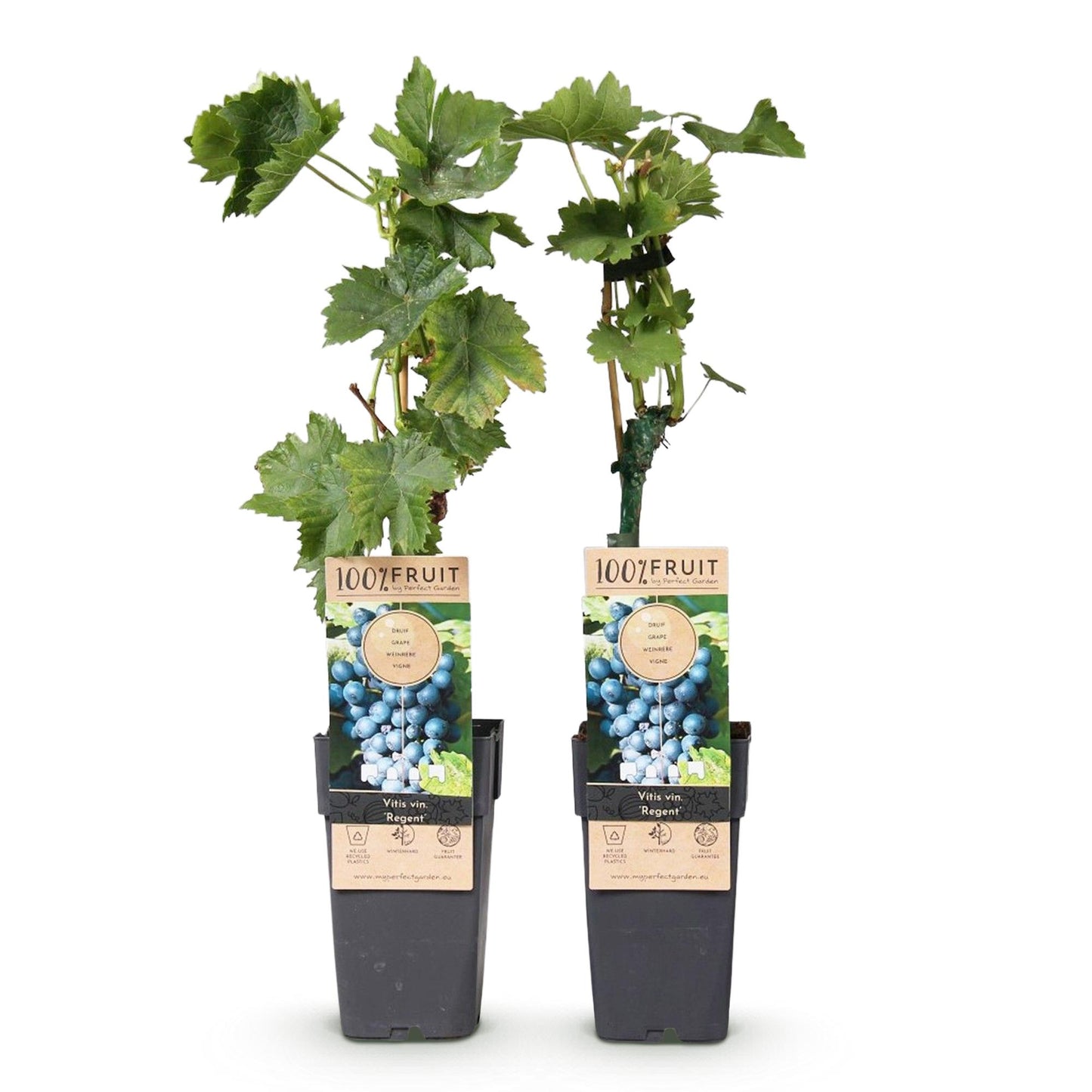Vitis vinifera 'Regent' - Blauwe Druif (geent)
