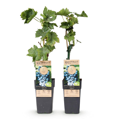 Vitis vinifera 'Regent' - Blauwe Druif (geent)