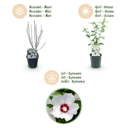 Green boutiQ - Tuinplant - Hibiscus syriacus Red Heart - Tuin Hibiscus - Winterhard - Wit - Rood - 3 Planten - Pot 17cm - Hoogte 45cm