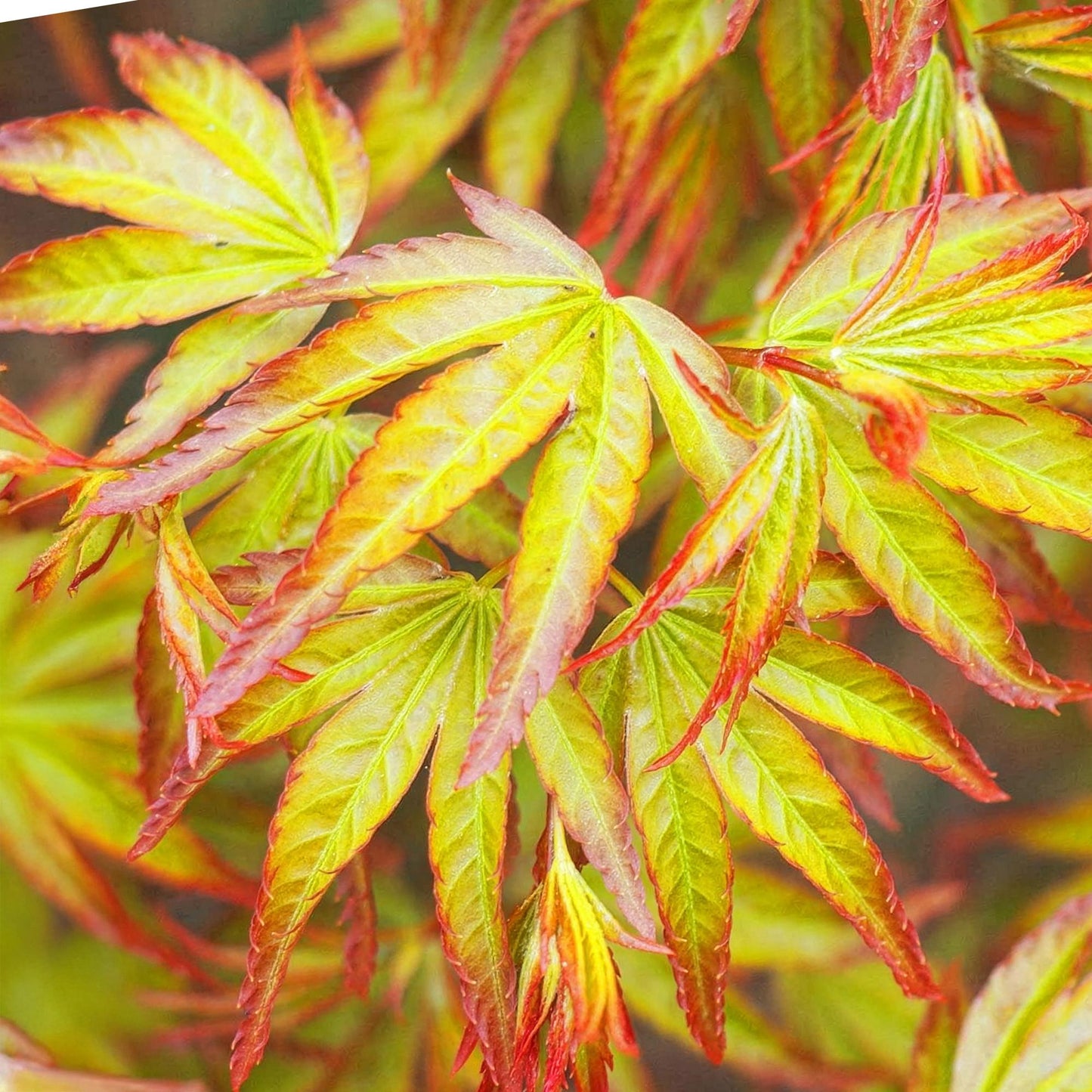 Acer palmatum 'Little Princess' - Japanse Esdoorn - hoogte 35cm