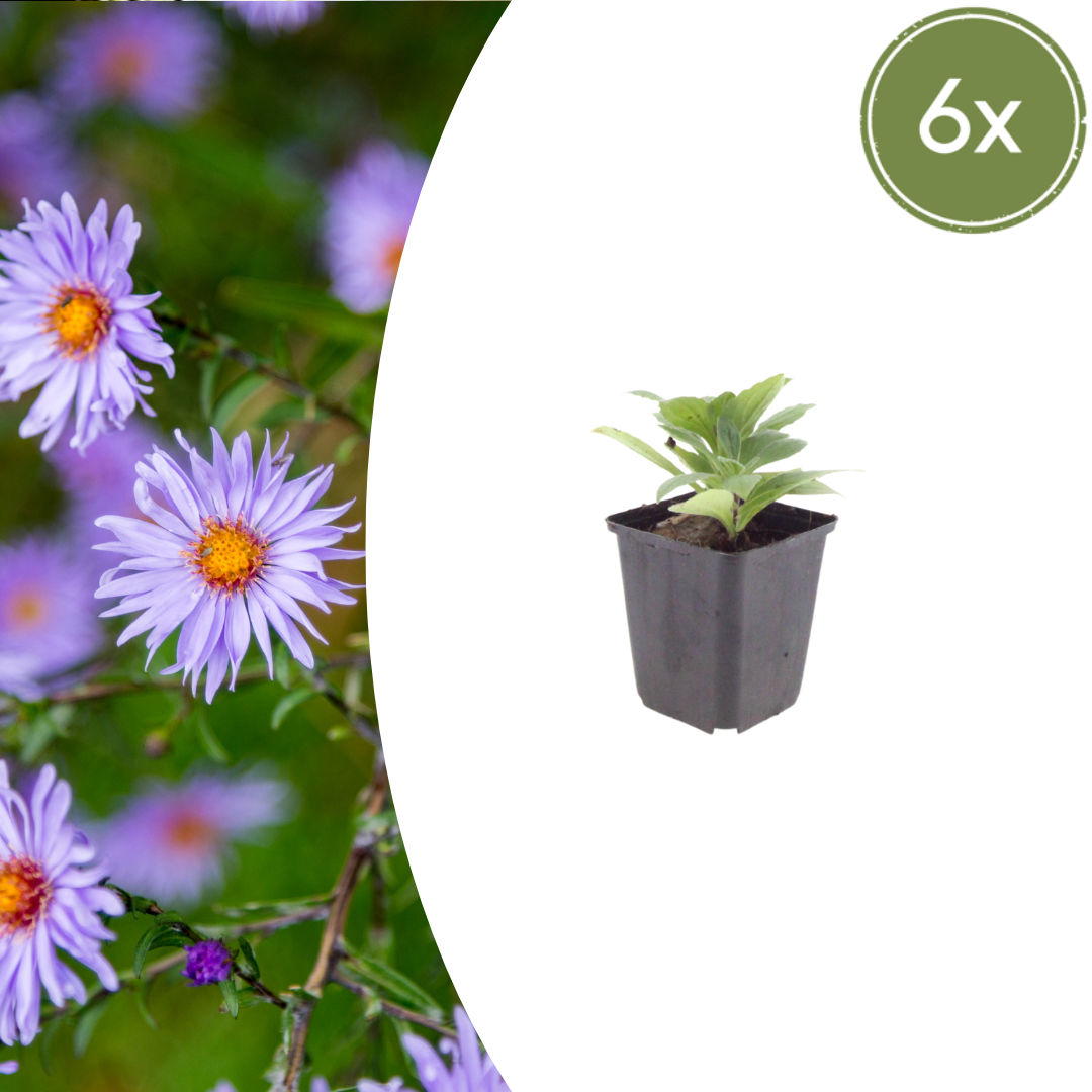 Aster frikartii 'Monch' - Herfstaster
