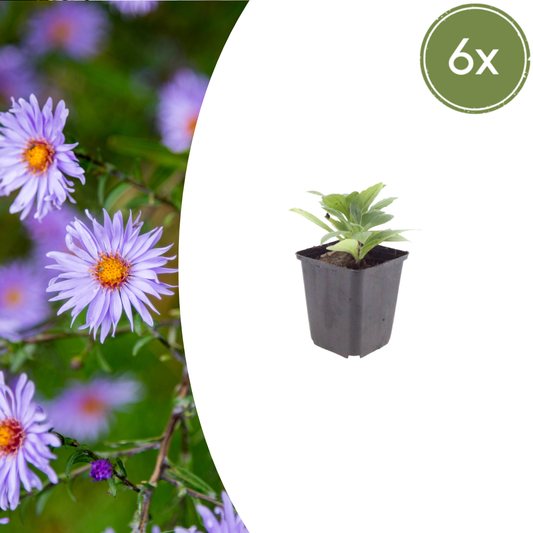 Aster frikartii 'Monch' - Herfstaster