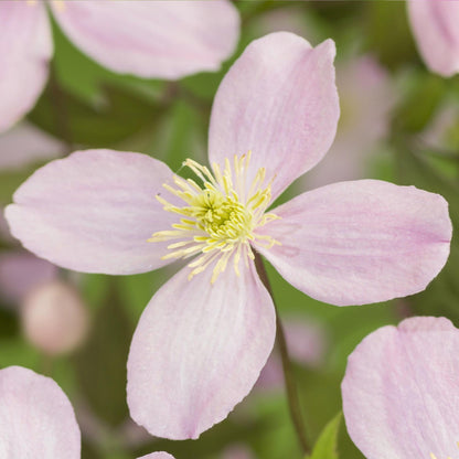 Clematis montana 'Rubens' Clematis - 2 planten - Pot 11cm - Hoogte 40cm