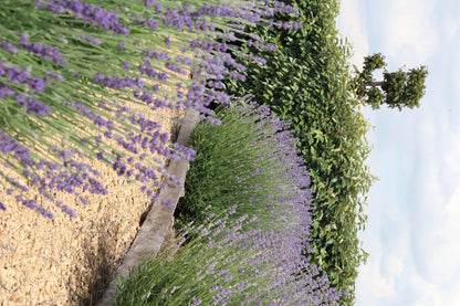 1x 6 pack Lavendel angustifolia - 6 x Ø7 cm - ↕15 cm