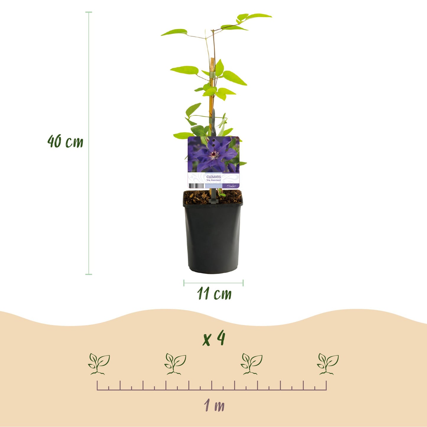 Clematis 'The President' - Clematis - 2 planten - Pot 11cm - Hoogte 40cm