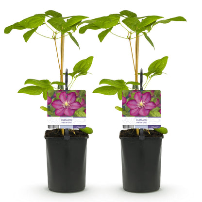 Clematis 'Ville de Lyon' - Clematis - 2 planten - Pot 11cm - Hoogte 40cm