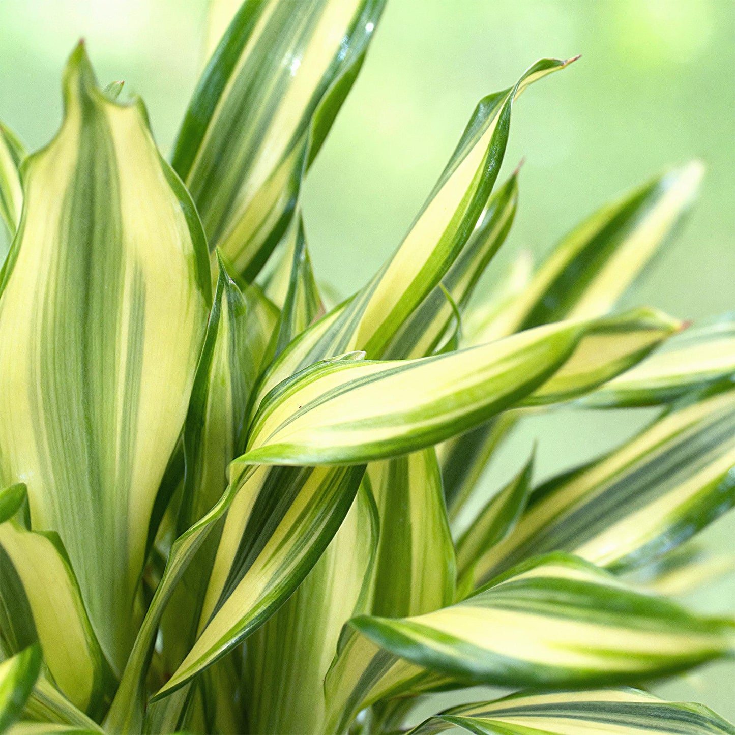 Green BoutiQ - Green is... Kamerplanten - Dracaena fragrans Diamond Dream - Drakenbloedboom - Weinig onderhoud - met mand - Groen - 2 Planten - Pot 17cm - Hoogte 50-55cm
